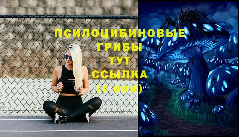 Псилоцибиновые грибы Psilocybe  купить  цена  Новая Ляля 